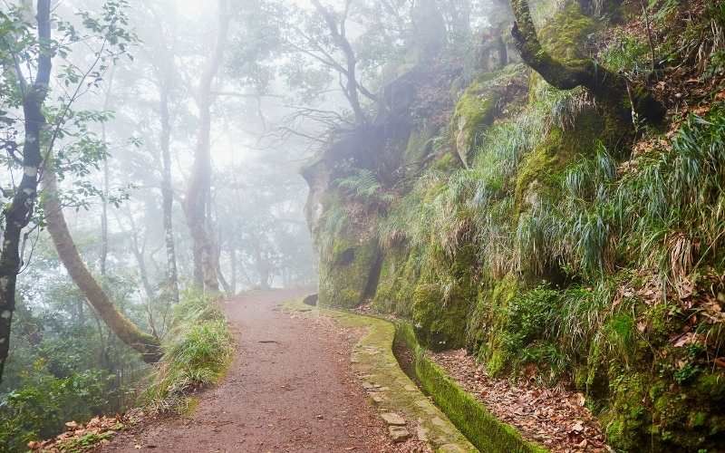 Levada Madeira Island